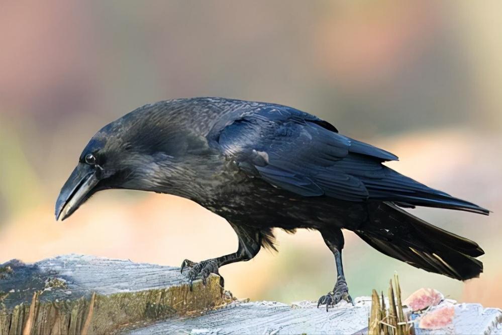 爱屋及乌这个成语故事的主要内容,爱屋及乌的成语故事及意思