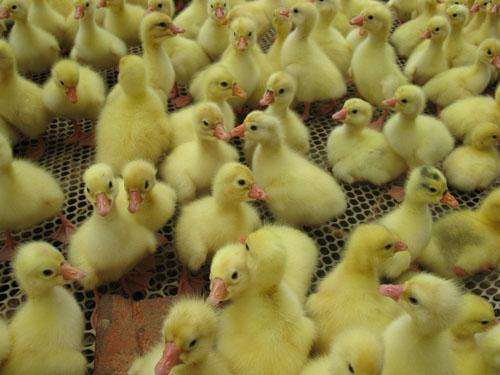 养鹅1个月收入10种方法,从零开始学习养鹅技术