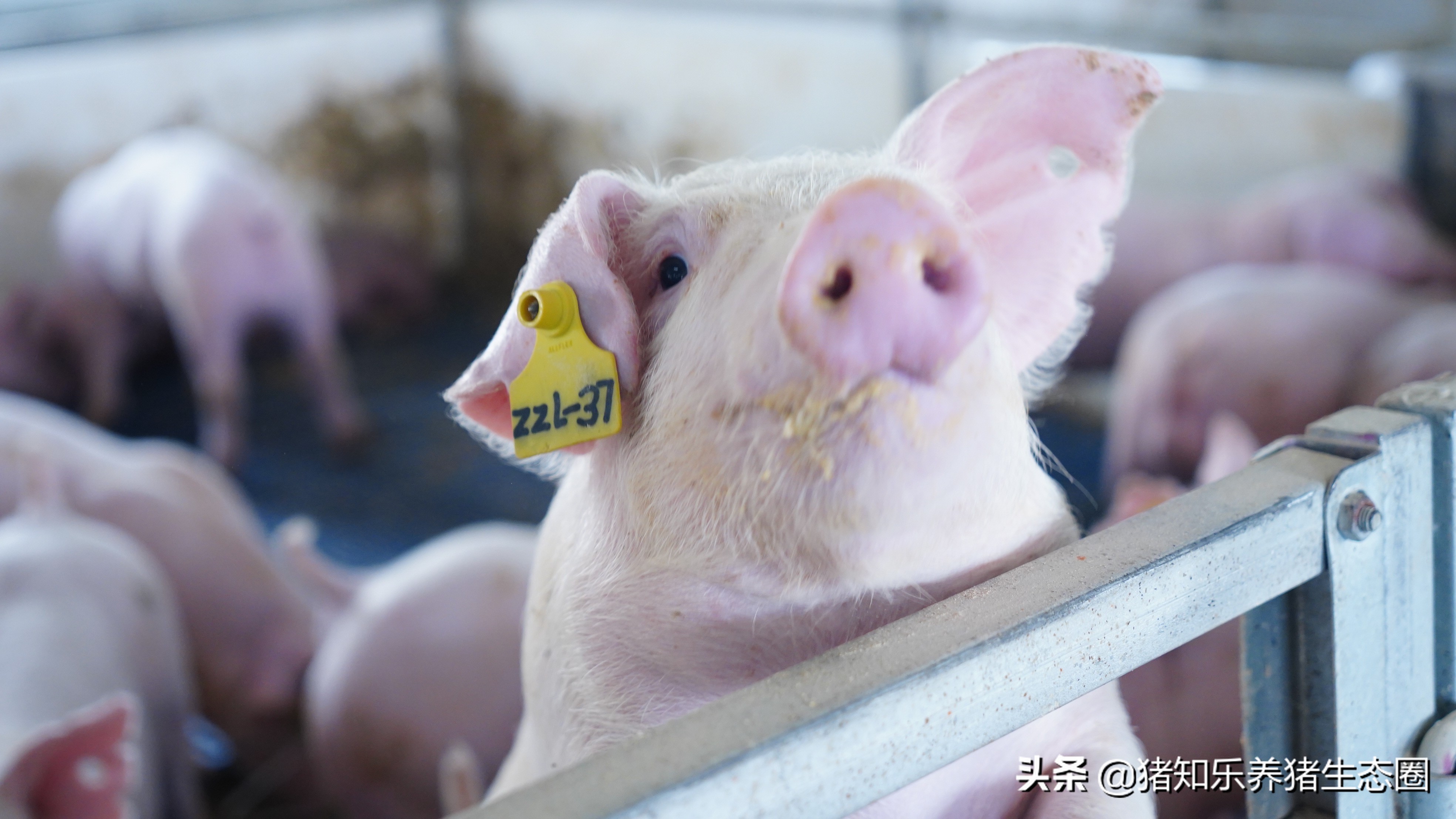 硫酸粘菌素在猪病中如何搭配使用,硫酸粘菌素最佳配伍养猪