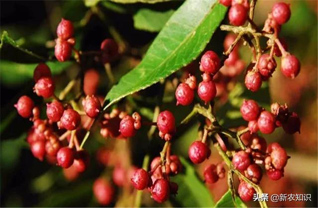 花椒病虫害的生物防治措施学习班,花椒种植管理技术与病虫害