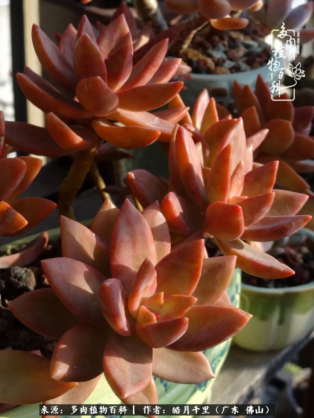 多肉娇气养不活多肉的10个秘密,养多肉是件很治愈的事情