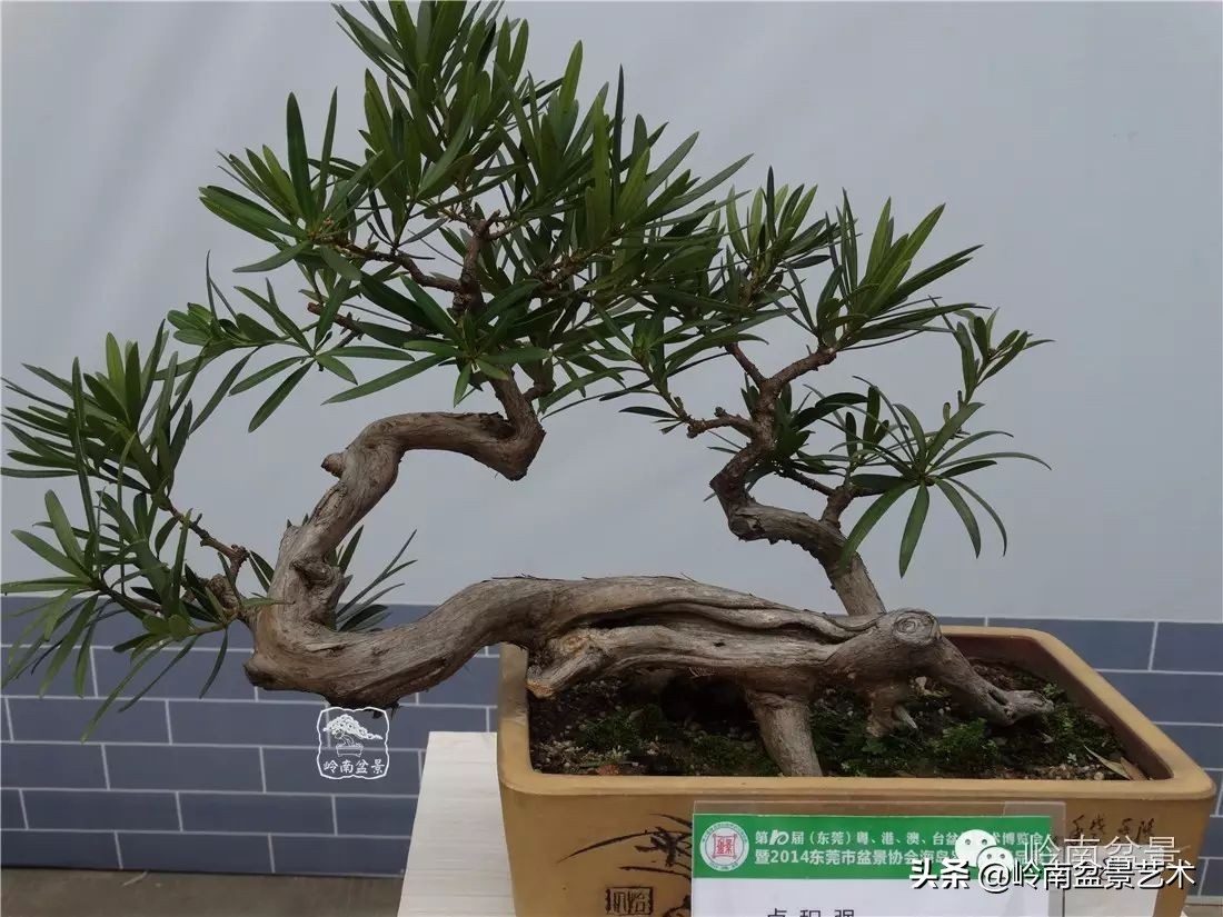开运招财，非其莫属！清风雅韵，当之无愧！