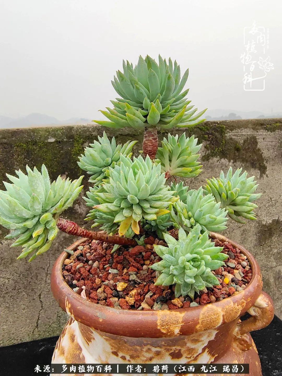 养了五年的多肉看到岁月的痕迹,经过一年春夏秋冬的轮回