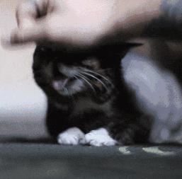 挑选猫咪时聪明人会避开这7种猫,猫主子不亲人