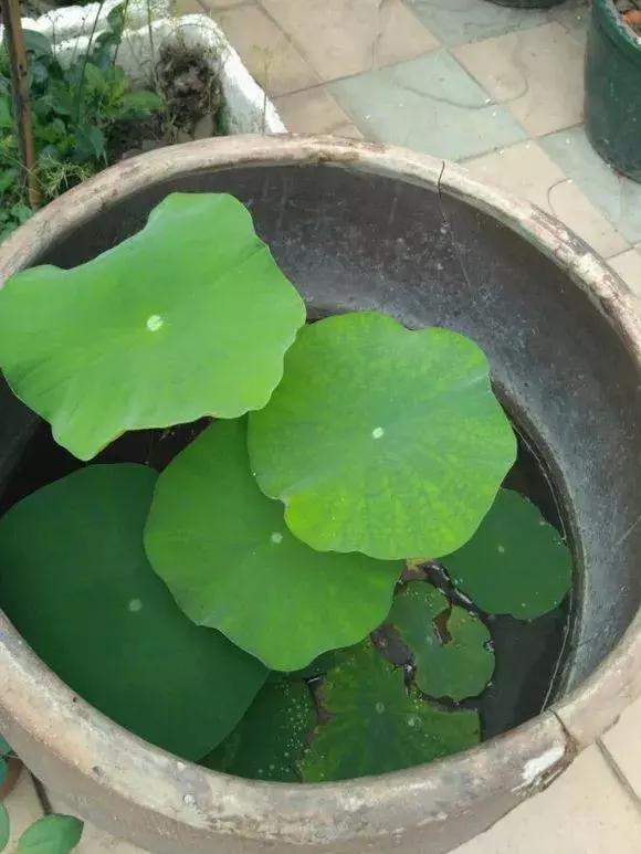 水缸种莲藕吃不完,旧水缸种莲藕的方法