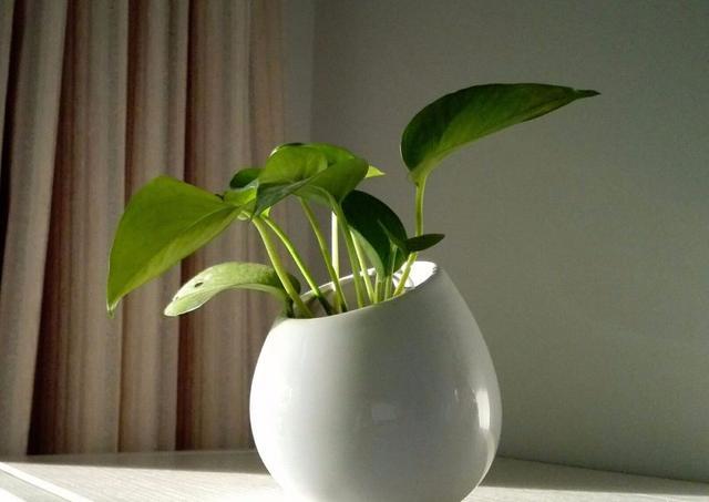 绿萝长高了爬满电视墙好吗,绿萝长得快用什么