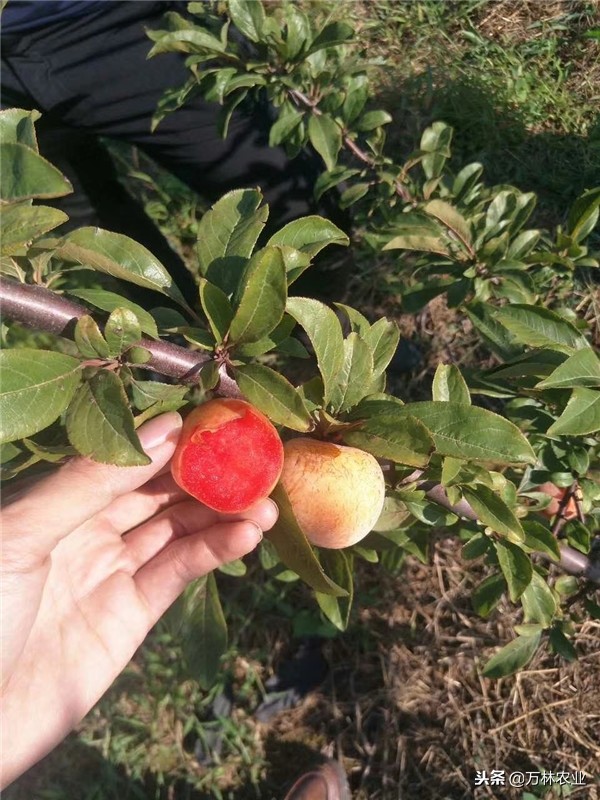 李子苗新品种恐龙蛋,恐龙蛋李子树苗适合湘南种植吗