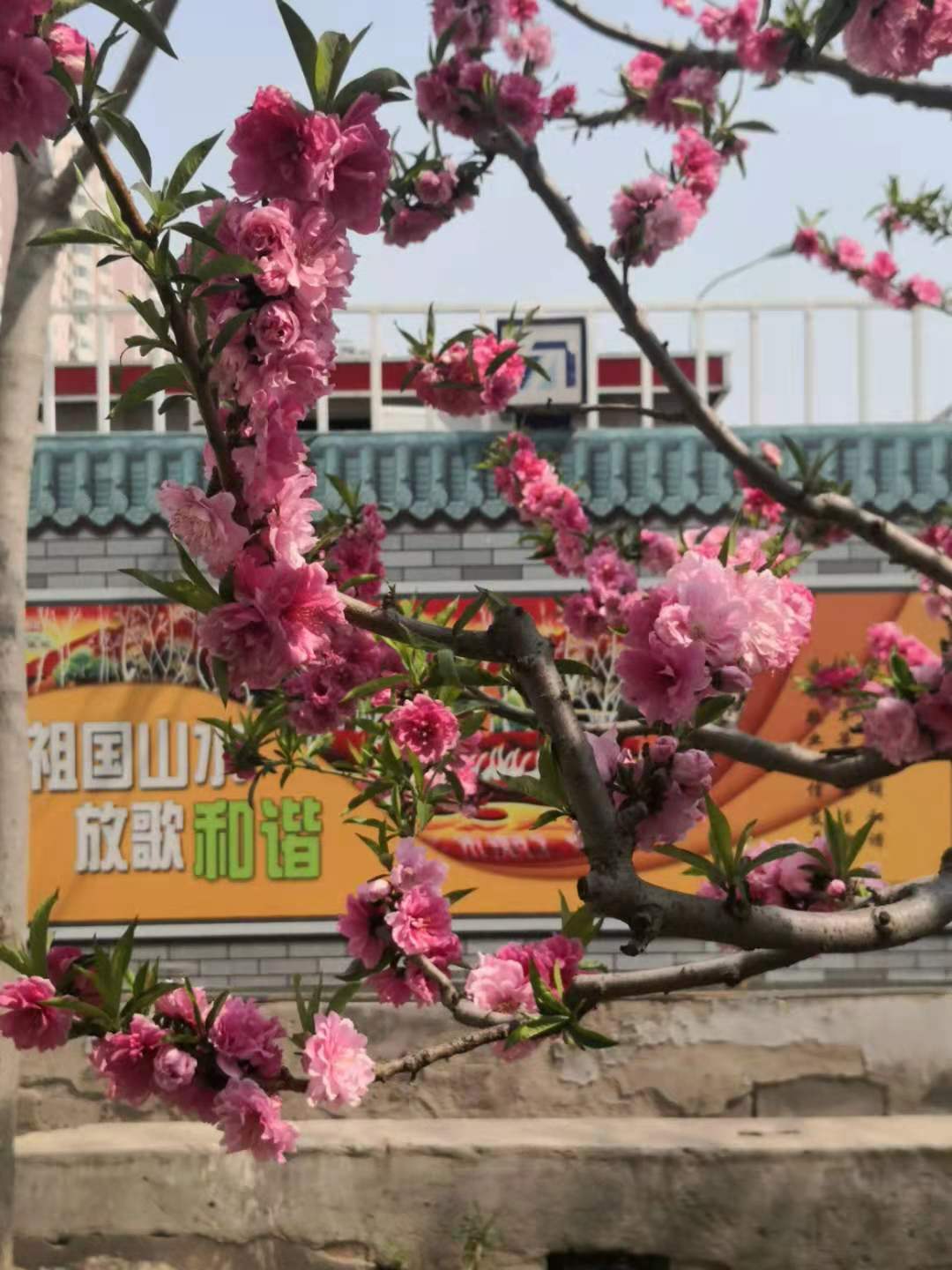 思君古诗词,思君诗歌曲大全