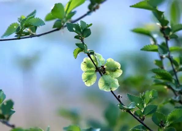 云南特产山货血三七,云南独有的44种野菜