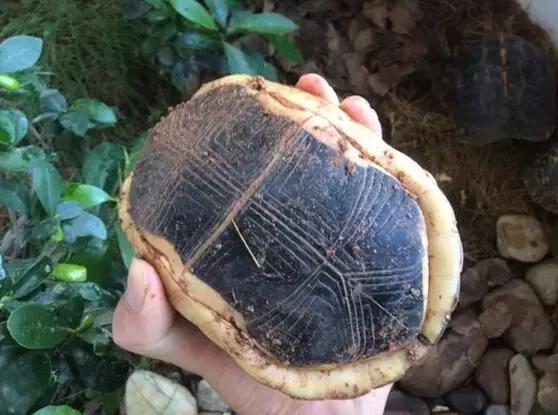 黄缘乌龟宠物,黄缘龟喜欢的植物