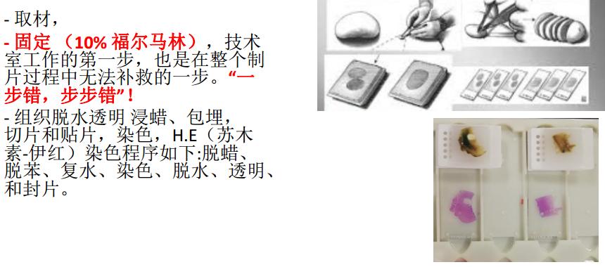 显微镜下的万花世界——走进病理学