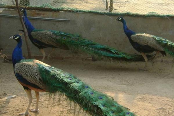 养殖孔雀的商业前景,孔雀养殖有市场前景吗