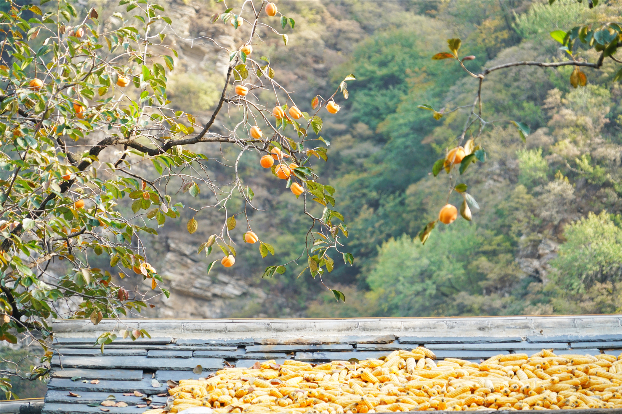 赏红叶最佳目的地,房山坡峰岭红叶最佳观赏