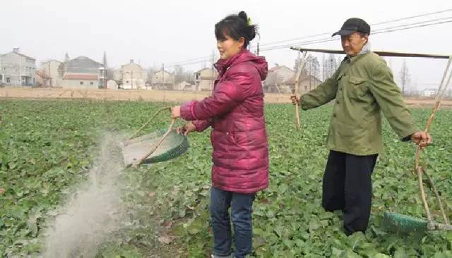 叶子都被虫子吃了用什么药,树叶被虫吃了用什么杀虫