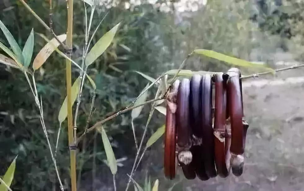 等疫情结束了我想回安徽,等疫情结束了我想放个长假