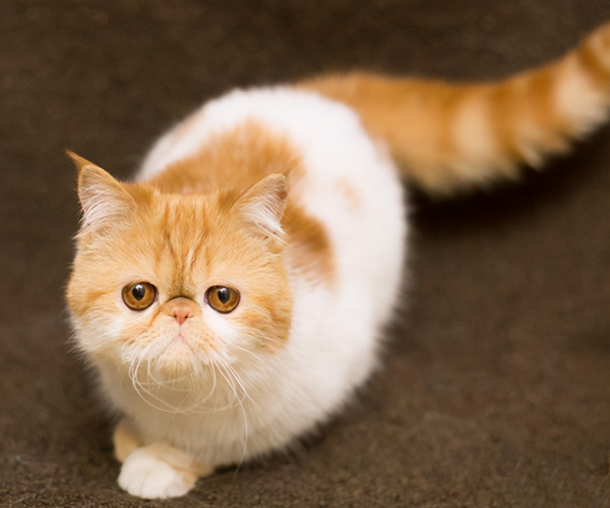 加菲猫去泪痕效果最好的是什么,加菲猫的泪痕可以用卸妆水卸吗