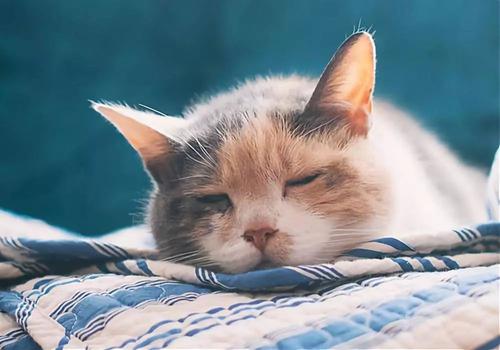猫咪冬天保暖被,猫咪被冻着了该怎么办呀