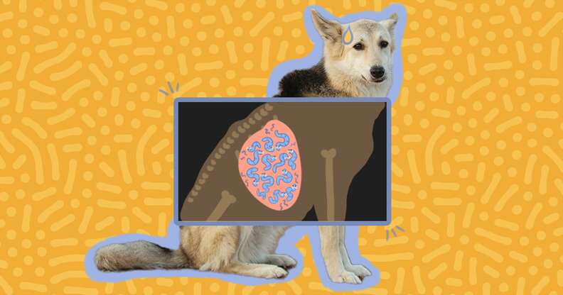 什么情况下狗狗会有寄生虫,狗狗眼睛红色线一样的是寄生虫吗