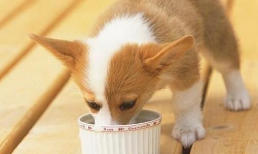 饲养柯基起码要掌握这5点,饲养柯基6大禁忌你做过几个