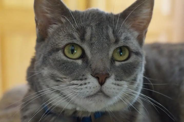 李时珍不吃猫的原因,李时珍为什么说猫不能吃鲜鱼