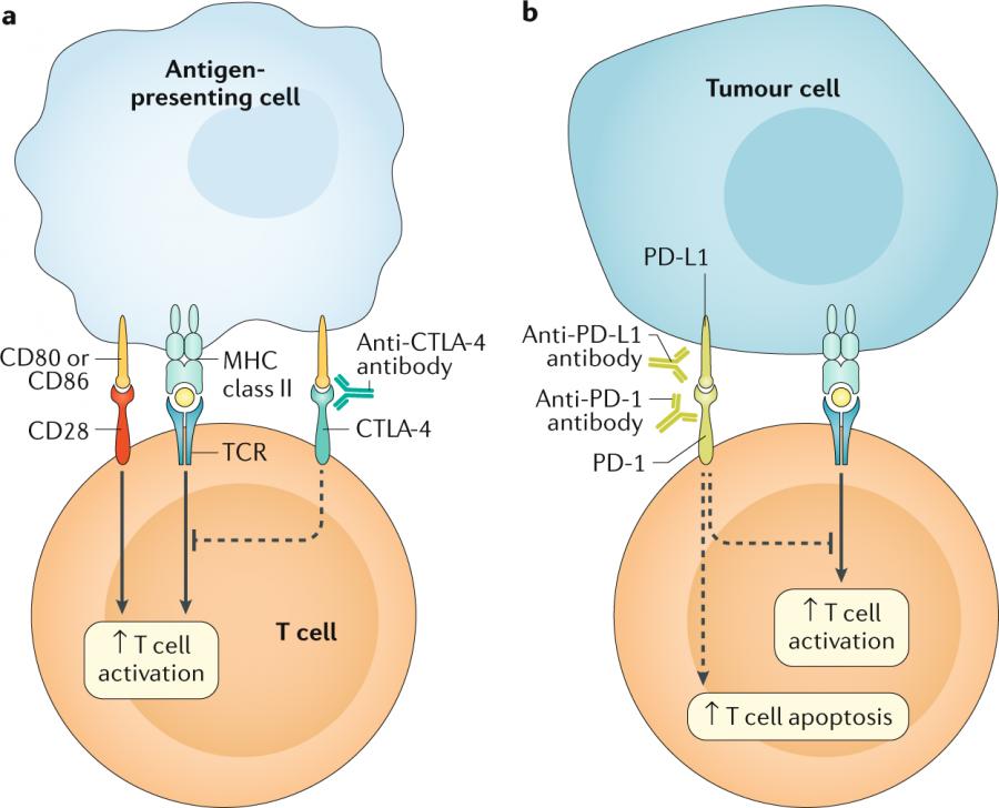nk细胞免疫疗法治疗亚健康,nk免疫细胞与化疗有区别吗