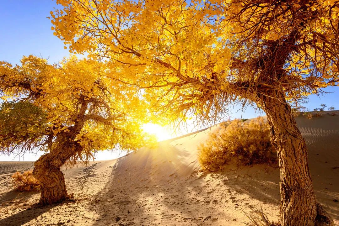 额济纳旗住宿一般多少钱,国庆额济纳旗胡杨林攻略