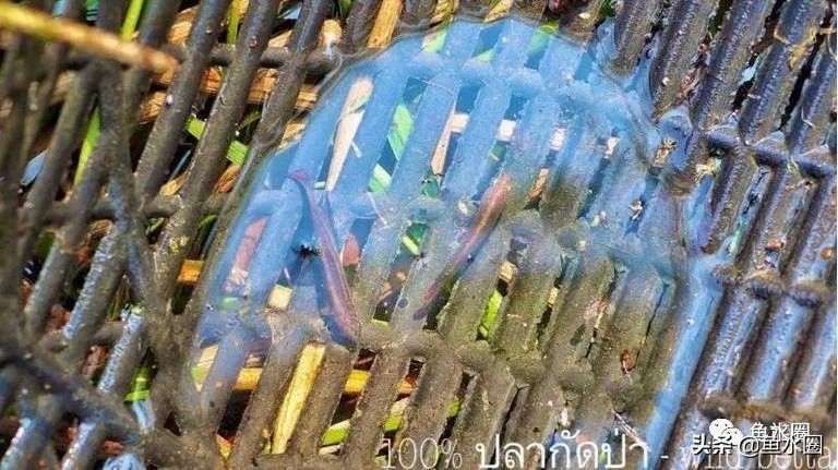 泰国斗鱼和中国斗鱼的杂交品种,中国斗鱼与泰国斗鱼哪个更厉害