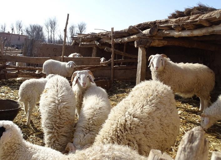 羊瘤胃胀气的症状和治疗方法,羊瘤胃胀气怎样治