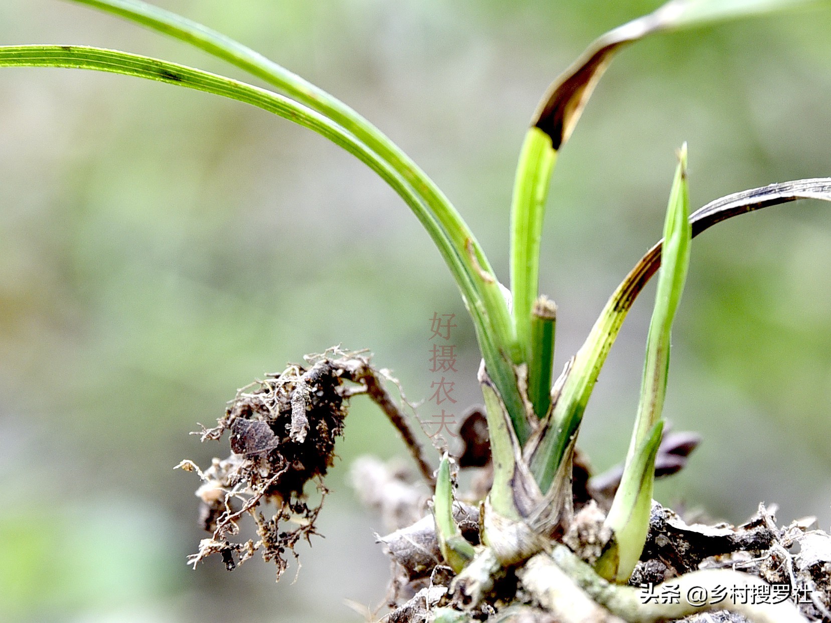 兰花叶片有黑斑是什么原因,兰花叶片有黑斑怎么治