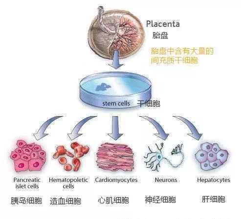 动物胎盘能吃吗,羊的胎盘能吃吗