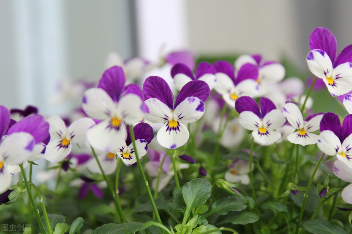 认识的100种花,室内五种好看的花卉