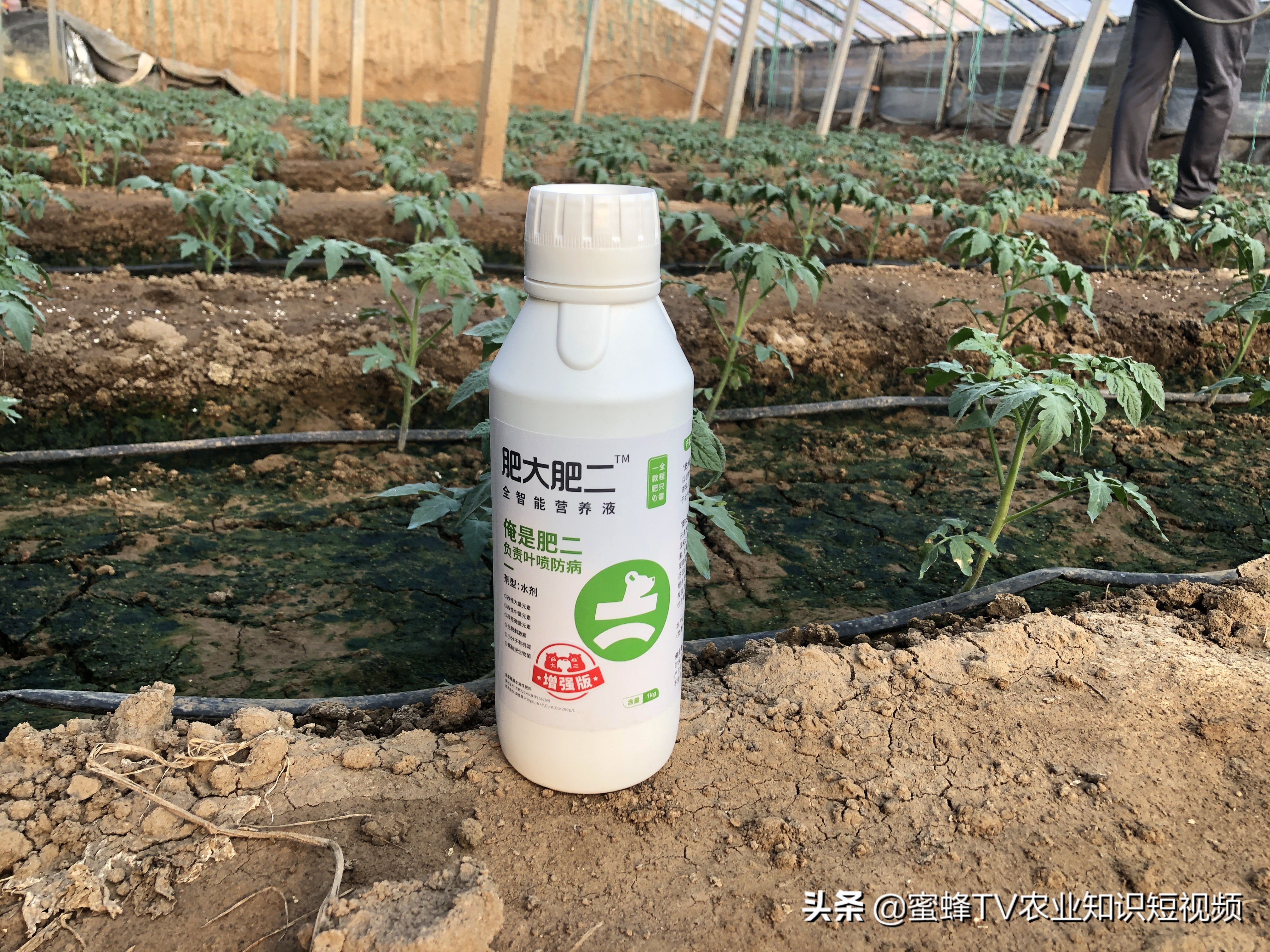 如何防止番茄苗徒长,怎么防止番茄徒长