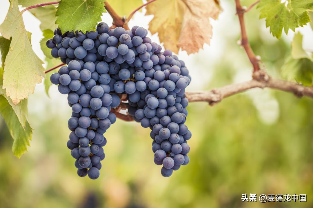 美酒大咖,新西兰清新自然美酒