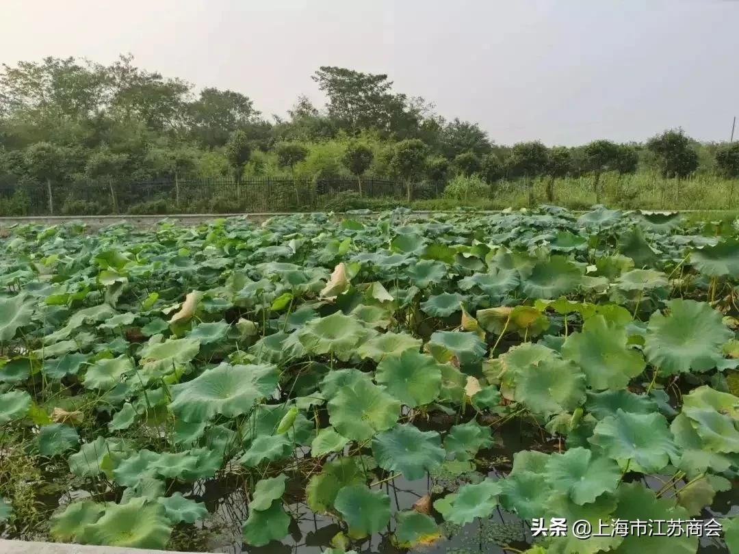 金浦农业示范园,金浦农业种植