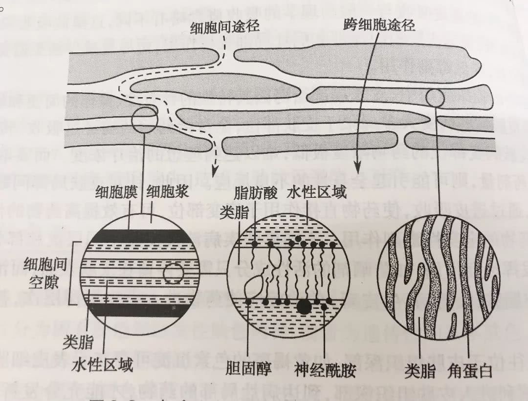 精华涂多了会长闭口,精华涂多了会怎么样