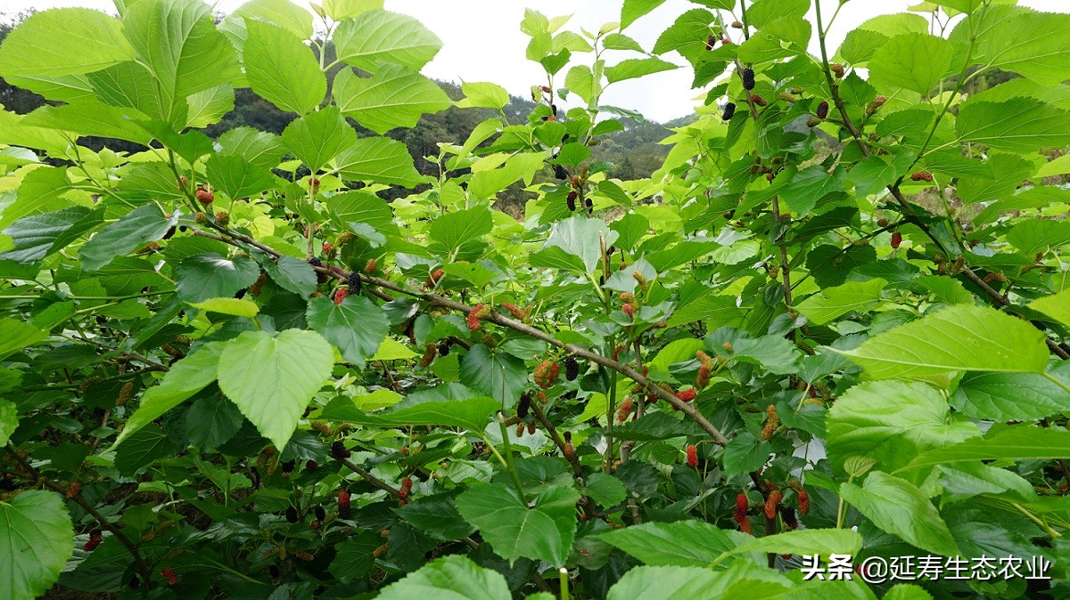 吃什么可以淡化脸上的斑斑点点,消除脸部斑斑点点的秘方