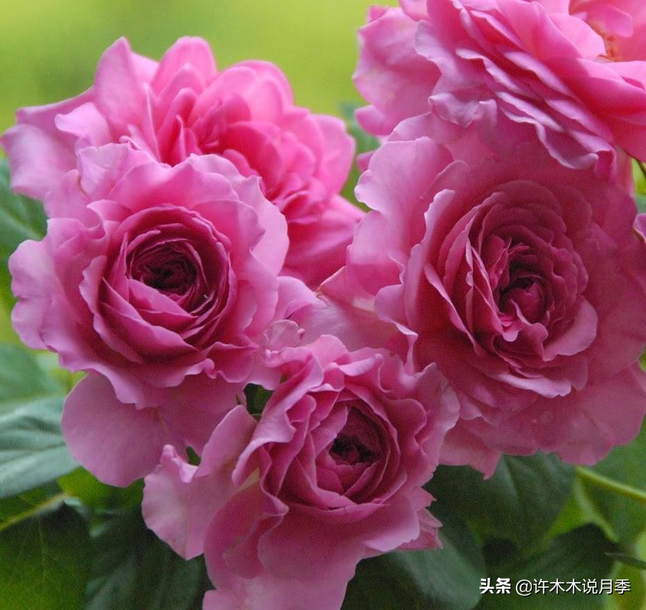 月季常见叶子问题,月季都有什么病怎么治