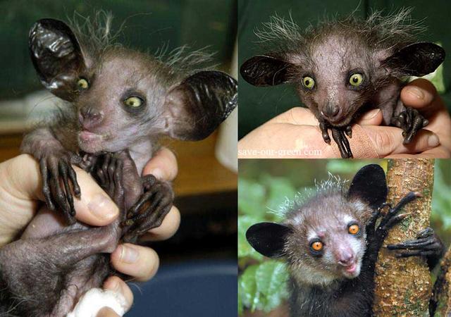 马岛猴子视频大全,马岛最厉害的动物