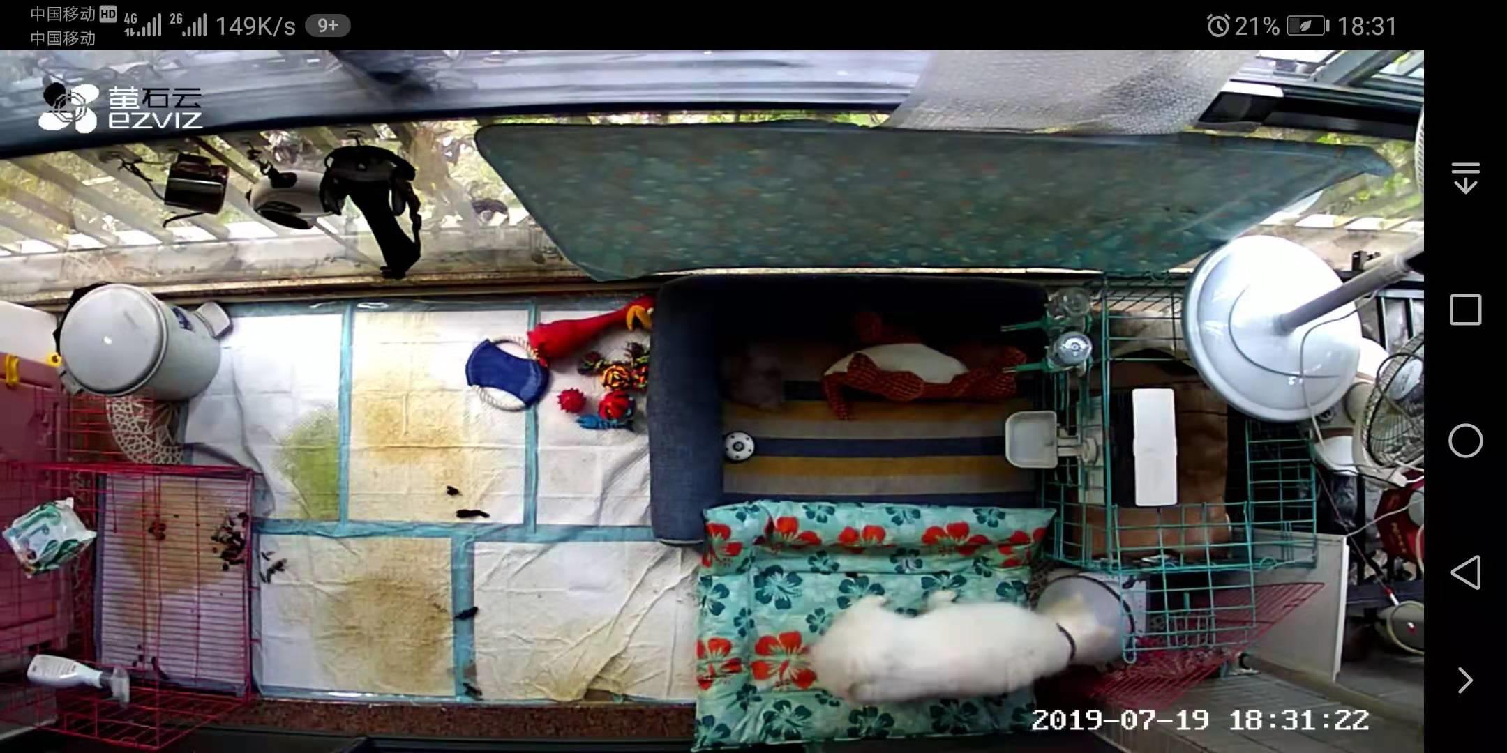 遛狗大爷传授养狗实用技巧,科学养狗狗攻略