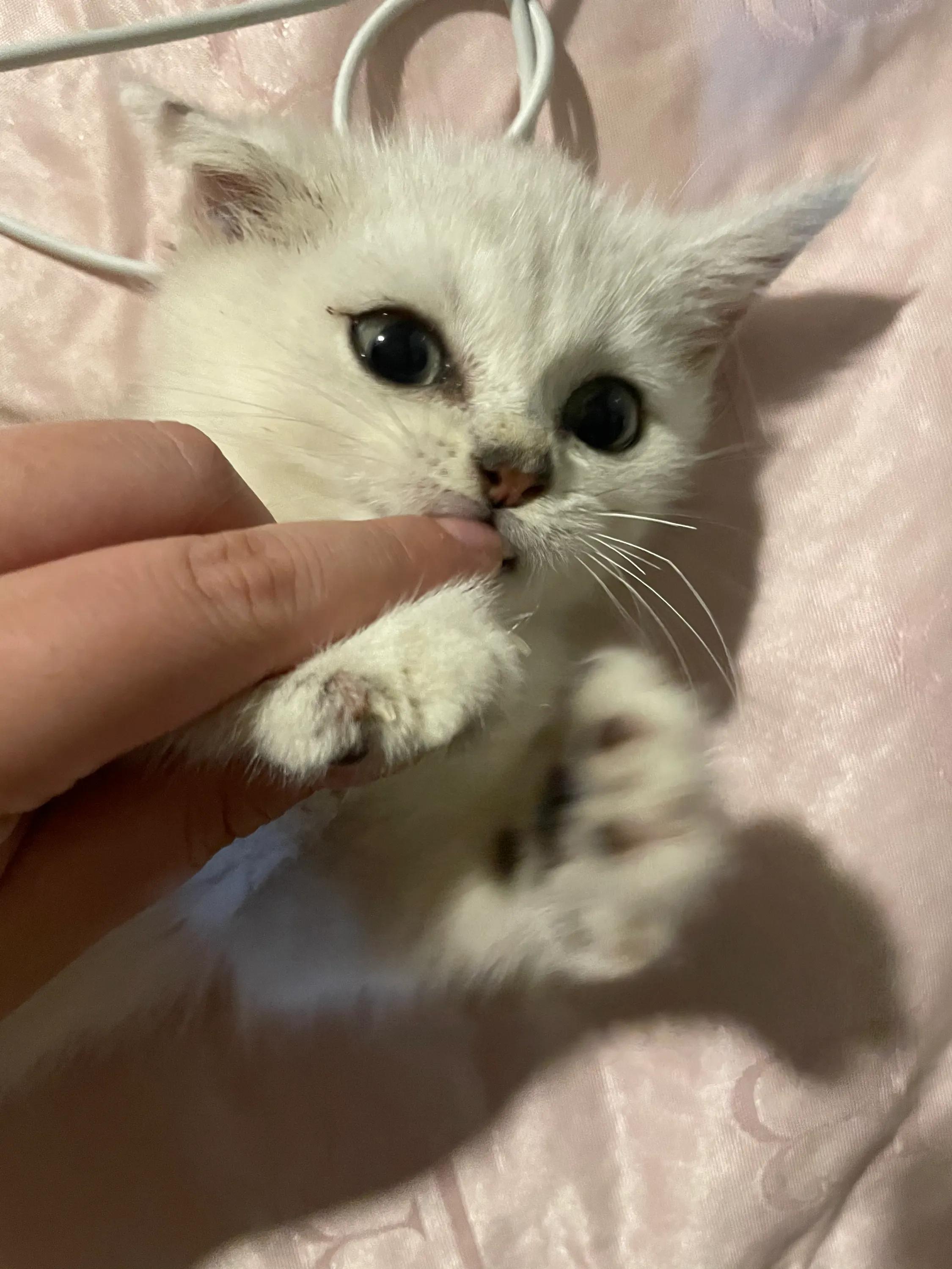 养猫经验猫得了猫癣怎么办,养猫后人得了体癣怎么办