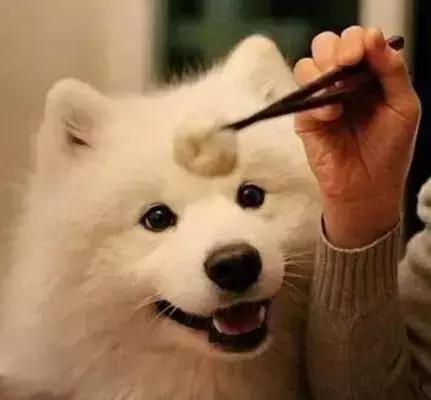 怎么让狗狗乖乖牵绳,狗狗不喜欢牵绳给他戴项圈