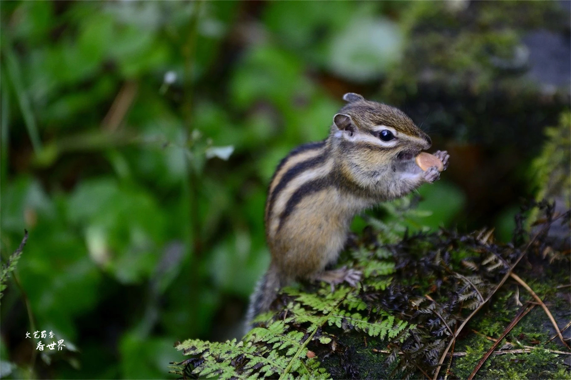 伊春避暑最佳时间地点,伊春避暑旅游真实感受