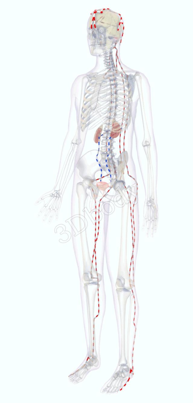 3d经络循行图讲解,阴维脉与阳维脉3d循行动态走向图