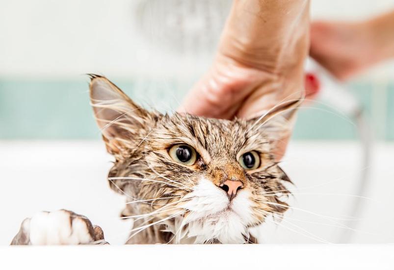 为什么有的猫咪不怕洗澡,为什么猫咪都不能洗澡呢