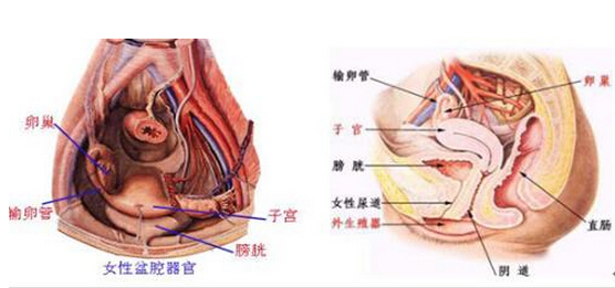 女性老年妇科炎症的治疗方法,女性妇科炎症最怕吃什么食物