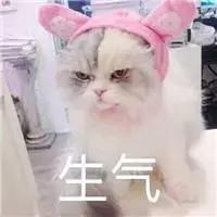 铲屎官常备的药,铲屎官该如何治疗和预防