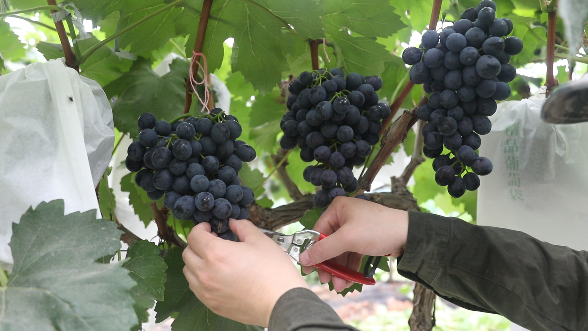 葡萄种植简单却又不简单？葡萄成熟之际的两项三关注，一定做好