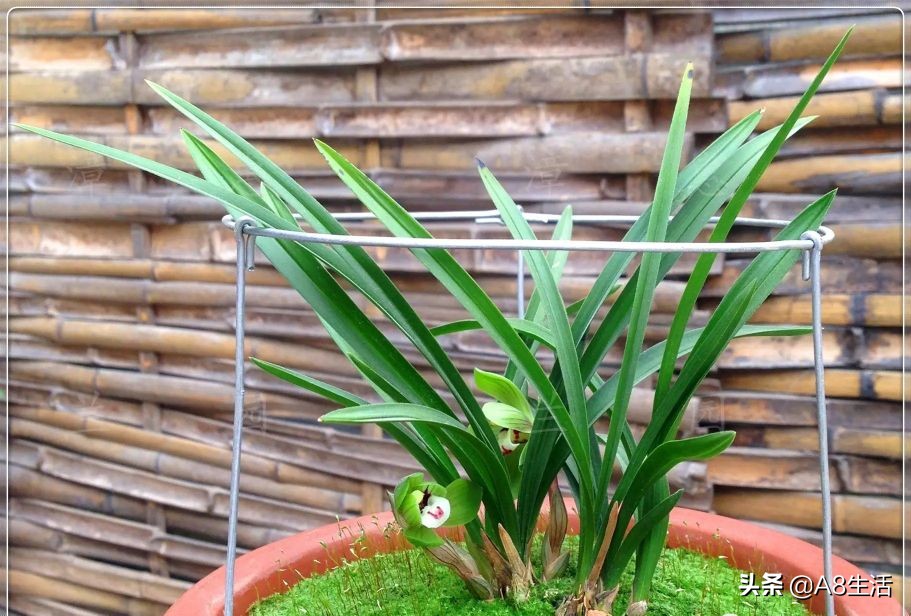 每日一品栏目,每日一品七律