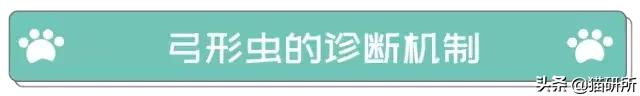 弓形虫的感染途径,什么是弓形虫病怎么预防