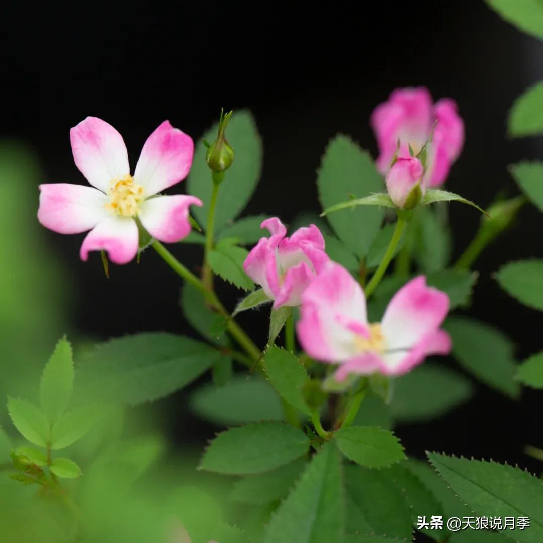 天狼自育抗病强品种,天狼自育浓香品种